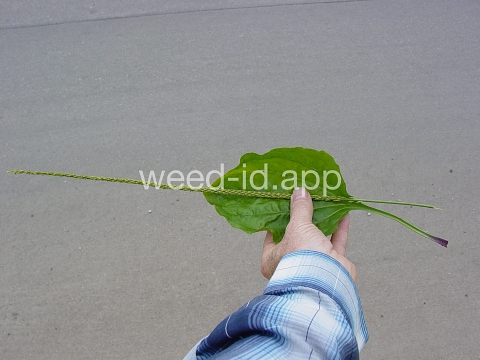 plantain, blackseed